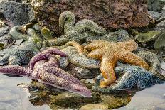 USA, Alaska. A starfish nestled between the rocks at low tide.-Margaret Gaines-Photographic Print