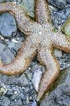USA, Alaska. A sea star on the beach at low tide.-Margaret Gaines-Photographic Print