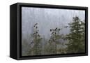 Canvas Black
