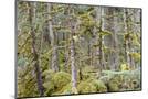 Wood Mount