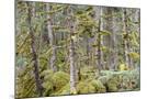 Wood Mount