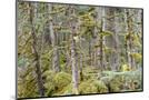 Wood Mount