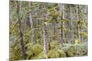 Wood Mount