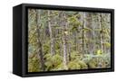 Canvas Black