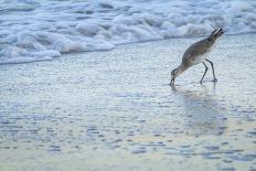 USA, Florida. Willet standing on a beach.-Margaret Gaines-Photographic Print