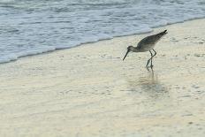 USA, Florida. Willet standing on a beach.-Margaret Gaines-Photographic Print