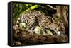 Margay on tree branch, Belize, Central America-Paul Williams-Framed Stretched Canvas