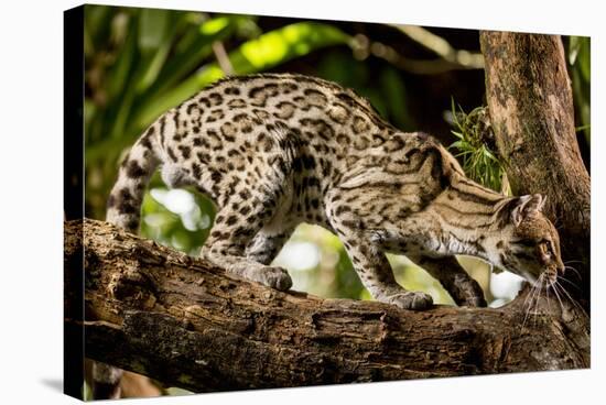 Margay on tree branch, Belize, Central America-Paul Williams-Stretched Canvas