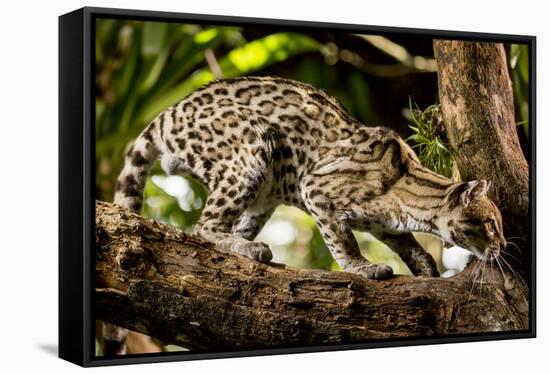 Margay on tree branch, Belize, Central America-Paul Williams-Framed Stretched Canvas