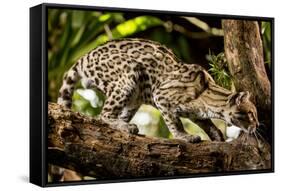 Margay on tree branch, Belize, Central America-Paul Williams-Framed Stretched Canvas