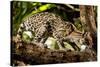 Margay on tree branch, Belize, Central America-Paul Williams-Stretched Canvas