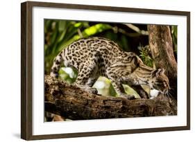 Margay on tree branch, Belize, Central America-Paul Williams-Framed Photographic Print