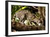 Margay on tree branch, Belize, Central America-Paul Williams-Framed Photographic Print