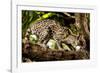 Margay on tree branch, Belize, Central America-Paul Williams-Framed Photographic Print