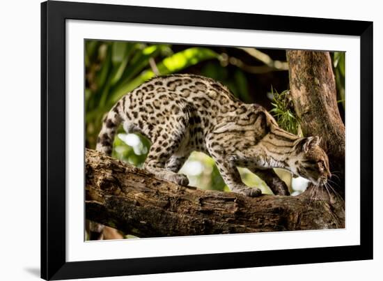 Margay on tree branch, Belize, Central America-Paul Williams-Framed Photographic Print