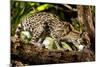 Margay on tree branch, Belize, Central America-Paul Williams-Mounted Photographic Print