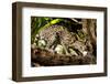 Margay on tree branch, Belize, Central America-Paul Williams-Framed Photographic Print