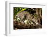 Margay on tree branch, Belize, Central America-Paul Williams-Framed Photographic Print