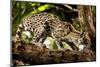 Margay on tree branch, Belize, Central America-Paul Williams-Mounted Photographic Print