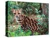 Margay-David Northcott-Stretched Canvas