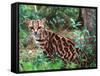 Margay-David Northcott-Framed Stretched Canvas