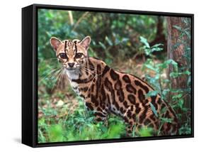 Margay-David Northcott-Framed Stretched Canvas