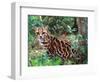 Margay-David Northcott-Framed Photographic Print