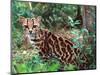 Margay-David Northcott-Mounted Photographic Print