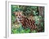 Margay-David Northcott-Framed Photographic Print