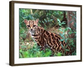 Margay-David Northcott-Framed Photographic Print