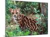 Margay-David Northcott-Mounted Photographic Print