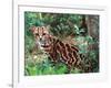 Margay-David Northcott-Framed Photographic Print