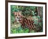 Margay-David Northcott-Framed Photographic Print