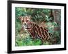 Margay-David Northcott-Framed Photographic Print