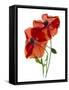 Margie's Poppy Duo, 2012-Julia McLemore-Framed Stretched Canvas