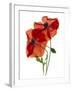 Margie's Poppy Duo, 2012-Julia McLemore-Framed Photographic Print