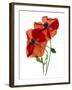 Margie's Poppy Duo, 2012-Julia McLemore-Framed Photographic Print