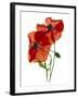 Margie's Poppy Duo, 2012-Julia McLemore-Framed Photographic Print