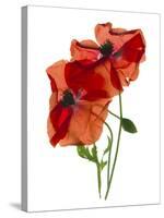 Margie's Poppy Duo, 2012-Julia McLemore-Stretched Canvas