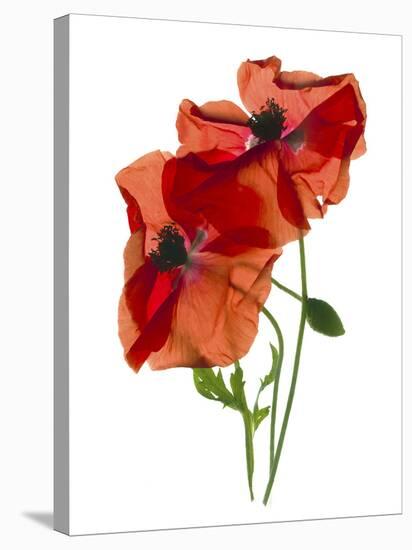 Margie's Poppy Duo, 2012-Julia McLemore-Stretched Canvas