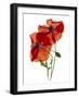 Margie's Poppy Duo, 2012-Julia McLemore-Framed Photographic Print