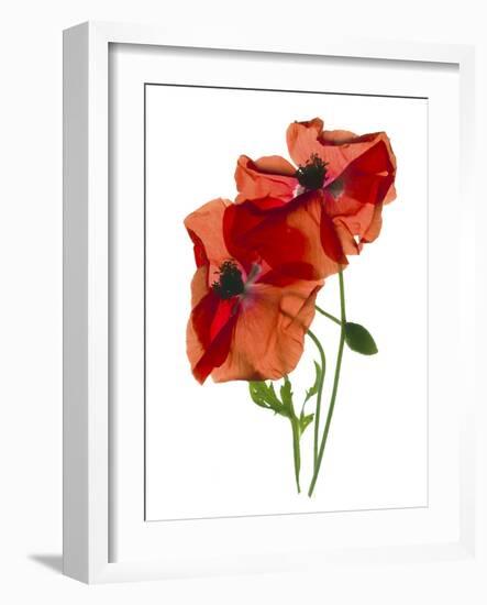 Margie's Poppy Duo, 2012-Julia McLemore-Framed Photographic Print