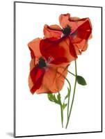 Margie's Poppy Duo, 2012-Julia McLemore-Mounted Photographic Print