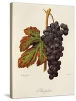 Margilien Grape-A. Kreyder-Stretched Canvas