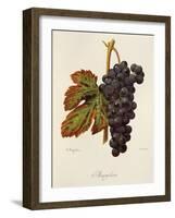 Margilien Grape-A. Kreyder-Framed Giclee Print