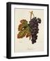 Margilien Grape-A. Kreyder-Framed Giclee Print