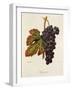 Margilien Grape-A. Kreyder-Framed Giclee Print