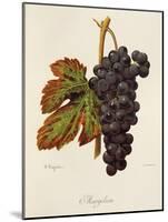 Margilien Grape-A. Kreyder-Mounted Giclee Print