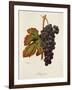 Margilien Grape-A. Kreyder-Framed Giclee Print