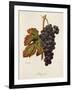 Margilien Grape-A. Kreyder-Framed Giclee Print